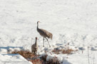 Inspection of his tracks