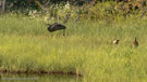 At the end of July, Roy and Millie make short flights across their territory while the colt watches.