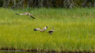 PI spreads wings after adult's take-off.