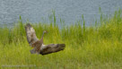 Adult lands in Bog Central after demo flight.