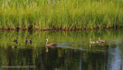 Barbaro-'06 swimming thorugh a family of ducklings.
