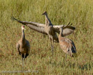 Wing spread to get warmer on frosty August 31