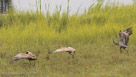 Some family takeoffs are really together (2nd image of 3).