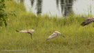 Pi holds position between his parents (3rd image of 3).