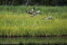 Pi follows parents as they head out to  a neighboring pond (2nd of 2 images).