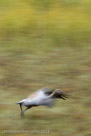 Pi runs forward as he trains to acquire enough speed for take-off.  Jule 27