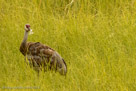 Everyday preening removes loose feathers.