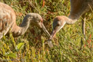 Millie passes dragonfly to PI,