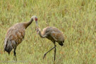 This seems to be  a disciplinary peck.