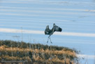 Leaping along the edge of the pond.