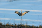 With wings wide, he turns toward us, catching a sun streak.