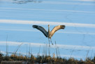 Look at the crane tracks to the right , made by Millie and Roy during yesterday's walk across the pond.