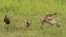 FAMILY DANCE -Roy spreads his wings as he jumps.
