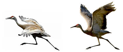 Run-flap