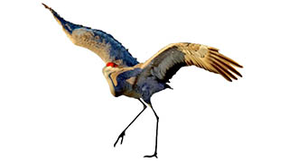 Nest-building